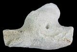 Agatized Fossil Coral Geode - Florida #97918-2